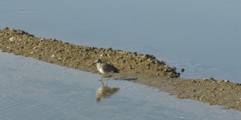 Bolsa Chica