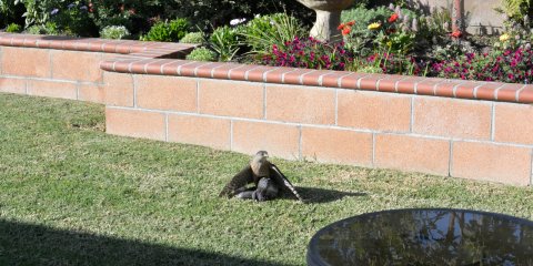 Cooper's Hawk